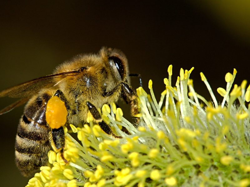 Maakt natuur de drone overbodig?