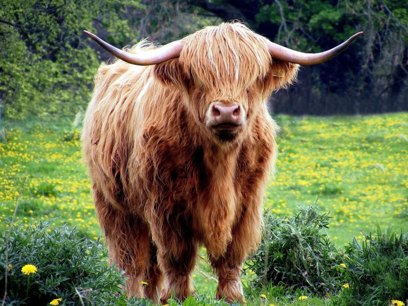 The future of meat
