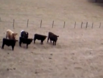Schapen-hoeden met drones