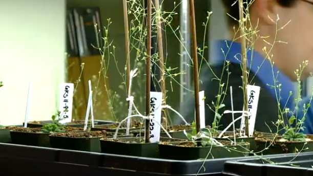 De plant die explosieven herkent