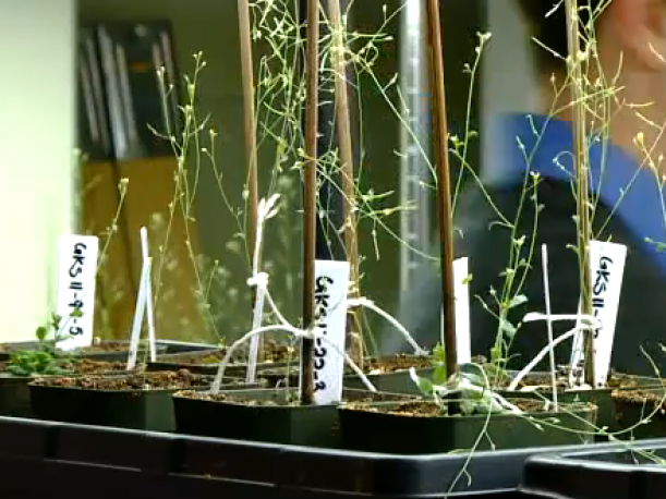 De plant die explosieven herkent