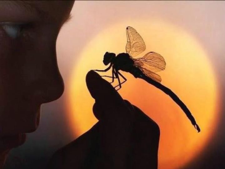 Alan Watts: wake-up call voor iedereen?
