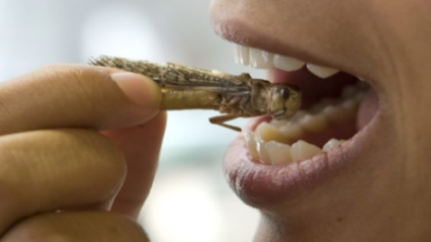 Ga insecten eten!