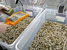In 2050 iedereen een krekel-tuin?